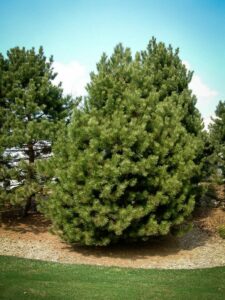 Сосна Чёрная (Pinus Nigra) купить по цене от 270.00р. в интернет-магазине «Посадика» с доставкой почтой в в Чапаевске и по всей России – [изображение №1].