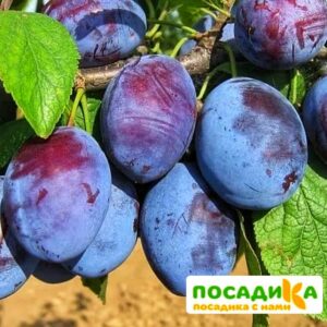 Слива Чачакская ранняя купить по цене от 229.00р. в интернет-магазине «Посадика» с доставкой почтой в в Чапаевске и по всей России – [изображение №1].