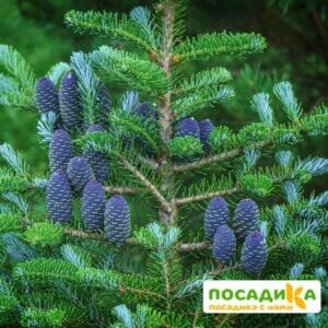 Пихта корейская (Abies koreana) купить по цене от 450.00р. в интернет-магазине «Посадика» с доставкой почтой в в Чапаевске и по всей России – [изображение №1].