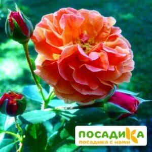 Роза Арабия купить по цене от 350.00р. в интернет-магазине «Посадика» с доставкой почтой в в Чапаевске и по всей России – [изображение №1].