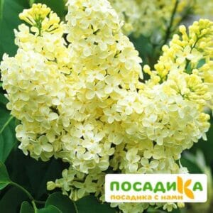 Сирень Примроуз (Primrose) купить по цене от 529.00р. в интернет-магазине «Посадика» с доставкой почтой в в Чапаевске и по всей России – [изображение №1].