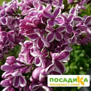 Сирень Сенсация купить по цене от 529.00р. в интернет-магазине «Посадика» с доставкой почтой в в Чапаевске и по всей России – [изображение №1].