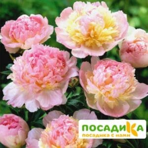 Пион Распберри Сандей (Paeonia Raspberry Sundae) купить по цене от 959р. в интернет-магазине «Посадика» с доставкой почтой в в Чапаевске и по всей России – [изображение №1].