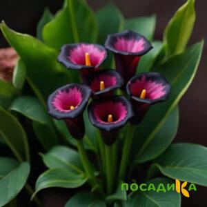 Калла Аура Лейс купить по цене от 400р. в интернет-магазине «Посадика» с доставкой почтой в в Чапаевске и по всей России – [изображение №1].