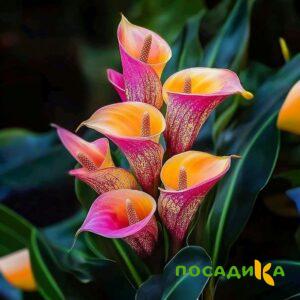 Калла Оникс купить по цене от 450р. в интернет-магазине «Посадика» с доставкой почтой в в Чапаевске и по всей России – [изображение №1].
