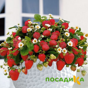 Клубника Рубиновый Шепот (горшечная) купить по цене от 240р. в интернет-магазине «Посадика» с доставкой почтой в в Чапаевске и по всей России – [изображение №1].