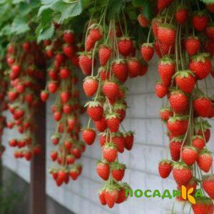 Клубника вьющаяся Комплимент купить по цене от 470р. в интернет-магазине «Посадика» с доставкой почтой в в Чапаевске и по всей России – [изображение №1].