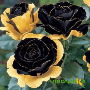 Роза Ханни Сикл купить по цене от 700р. в интернет-магазине «Посадика» с доставкой почтой в в Чапаевске и по всей России – [изображение №1].
