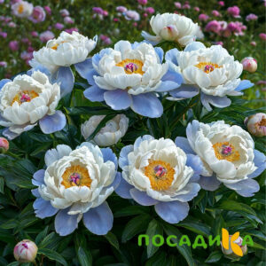 Пион акварельный Этюд купить по цене от 806р. в интернет-магазине «Посадика» с доставкой почтой в в Чапаевске и по всей России – [изображение №1].