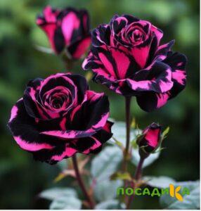 Роза Багровый Шепот купить по цене от 366р. в интернет-магазине «Посадика» с доставкой почтой в в Чапаевске и по всей России – [изображение №1].