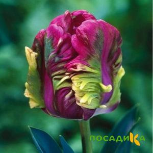 Тюльпан Экзотик Хэвен купить по цене от 186р. в интернет-магазине «Посадика» с доставкой почтой в в Чапаевске и по всей России – [изображение №1].