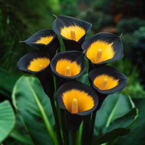 Калла Легато купить по цене от 620р. в интернет-магазине «Посадика» с доставкой почтой в в Чапаевске и по всей России – [изображение №1].