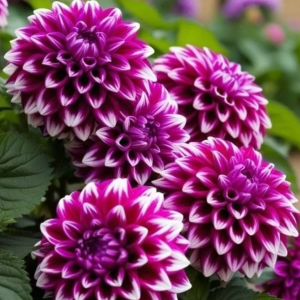 Георгин Кристал Корт купить по цене от 602р. в интернет-магазине «Посадика» с доставкой почтой в в Чапаевске и по всей России – [изображение №1].