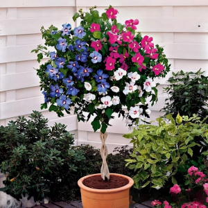 Гибискус-Дерево Триколор купить по цене от 289р. в интернет-магазине «Посадика» с доставкой почтой в в Чапаевске и по всей России – [изображение №1].