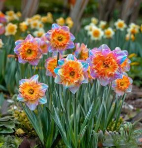 Нарцисс Айвери Дон купить по цене от 3000р. в интернет-магазине «Посадика» с доставкой почтой в в Чапаевске и по всей России – [изображение №1].