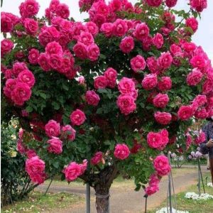 Роза Версаля купить по цене от 232р. в интернет-магазине «Посадика» с доставкой почтой в в Чапаевске и по всей России – [изображение №1].