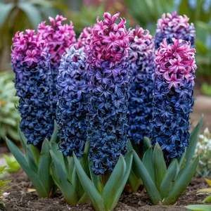 Гиацинт Блю Спринг купить по цене от 2099р. в интернет-магазине «Посадика» с доставкой почтой в в Чапаевске и по всей России – [изображение №1].