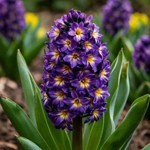 Гиацинт Вельвет Колор купить по цене от 2099р. в интернет-магазине «Посадика» с доставкой почтой в в Чапаевске и по всей России – [изображение №1].