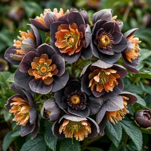 Морозник Блум Айс купить по цене от 499р. в интернет-магазине «Посадика» с доставкой почтой в в Чапаевске и по всей России – [изображение №1].