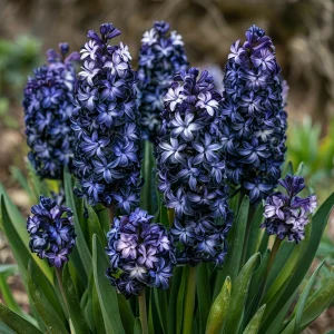 Гиацинт Блум Клауд купить по цене от 2099р. в интернет-магазине «Посадика» с доставкой почтой в в Чапаевске и по всей России – [изображение №1].