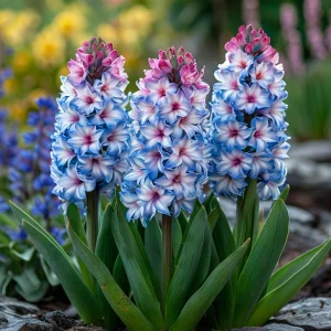 Гиацинт Пинк Мари купить по цене от 2099р. в интернет-магазине «Посадика» с доставкой почтой в в Чапаевске и по всей России – [изображение №1].