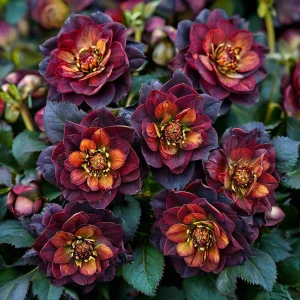 Морозник Сноу Дроп купить по цене от 348р. в интернет-магазине «Посадика» с доставкой почтой в в Чапаевске и по всей России – [изображение №1].