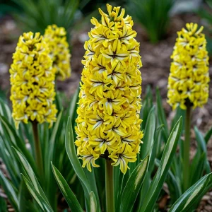 Гиацинт Сансет Голд купить по цене от 2099р. в интернет-магазине «Посадика» с доставкой почтой в в Чапаевске и по всей России – [изображение №1].